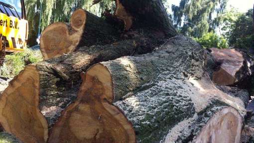 Rooien en kappen van bomen in Bernheze